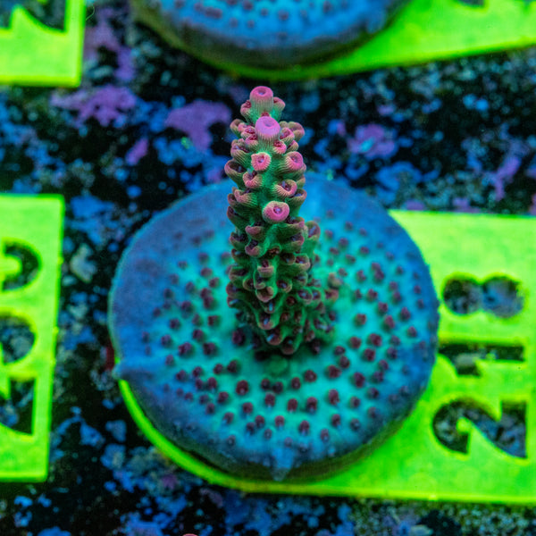 AMA SPS Frag 218 'Strawberry Shortcake'