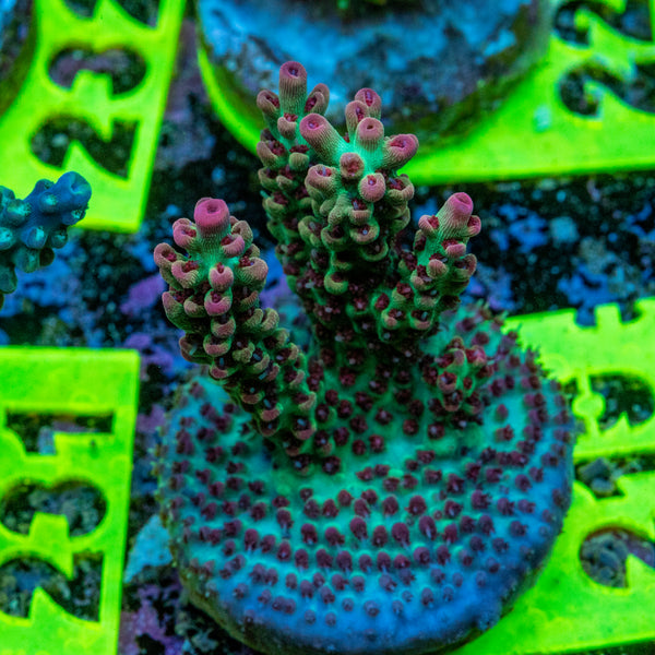 AMA SPS Frag 219 'Strawberry Shortcake'