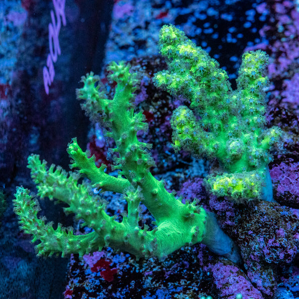 Singularia Frag