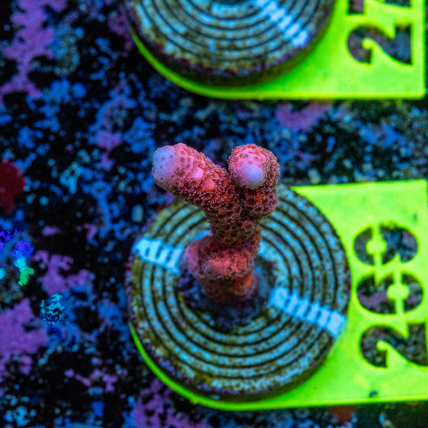 AMA SPS Frag 269 'Pink Digi'