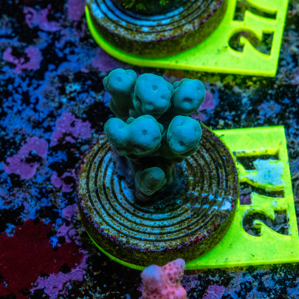 AMA SPS Frag 271