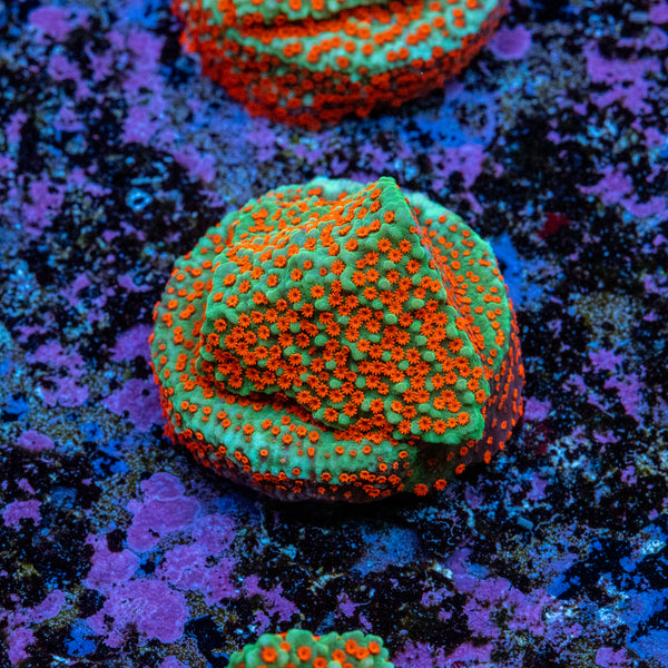 Montipora