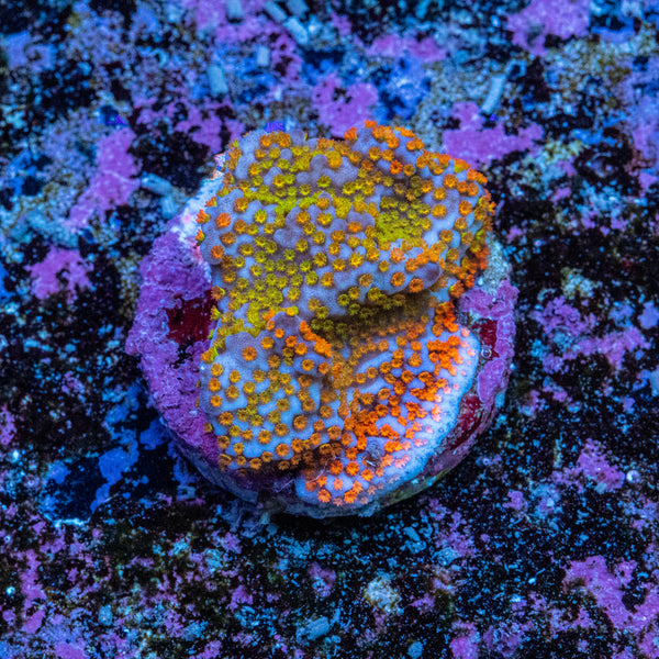 Montipora