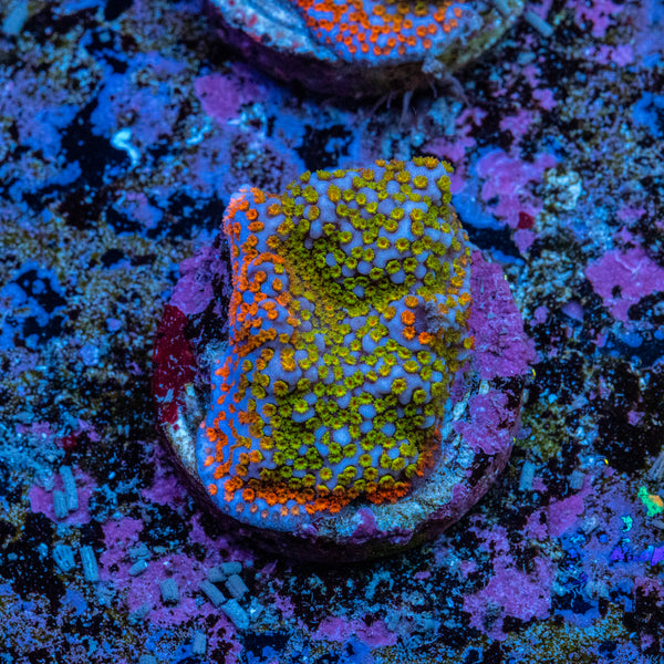 Montipora