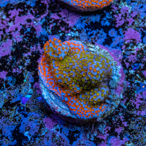 Montipora