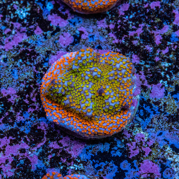 Montipora