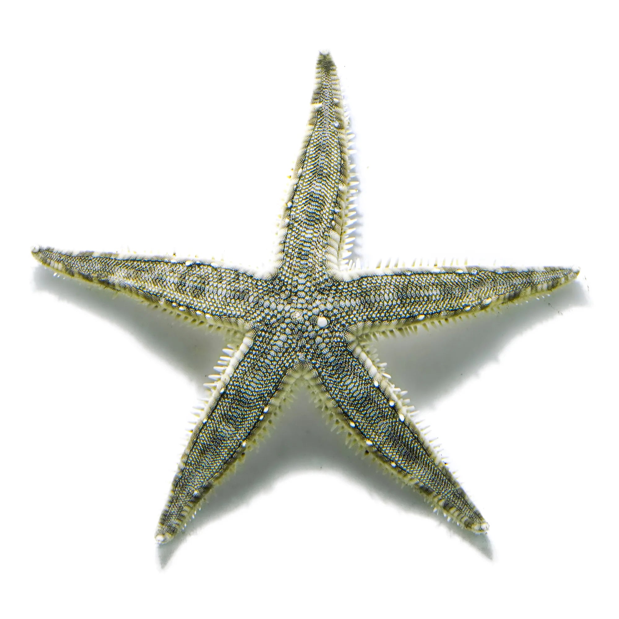 Sand Sifting Starfish – Aquamarine Aquaristic