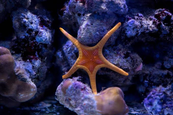 Whitsunday Starfish