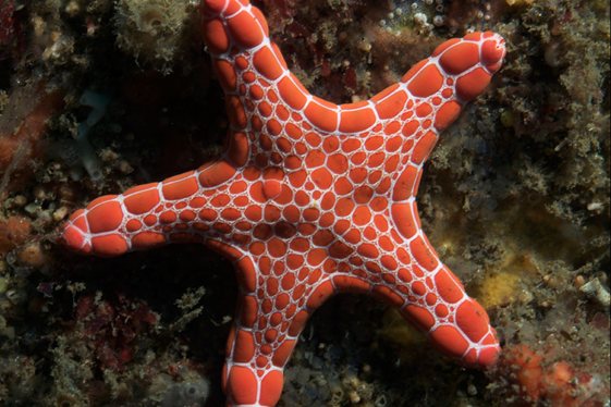 Biscuit Starfish