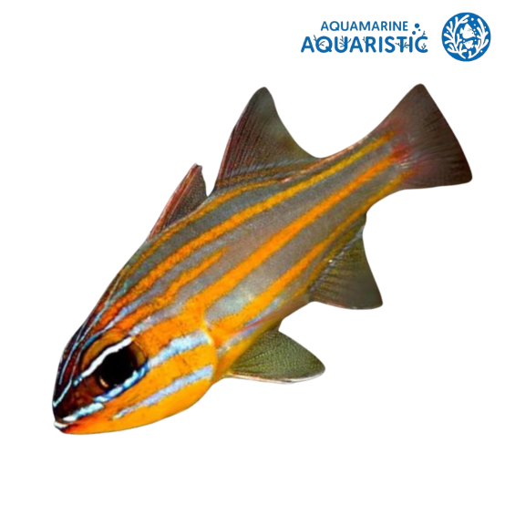 Orange-Lined Cardinalfish (Ostorhinchus properuptus) – Aquamarine ...