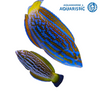 Lennardi Wrasse (Anampses Lennardi)