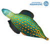 Orange spotted filefish (Oxymonacanthus longirostris)