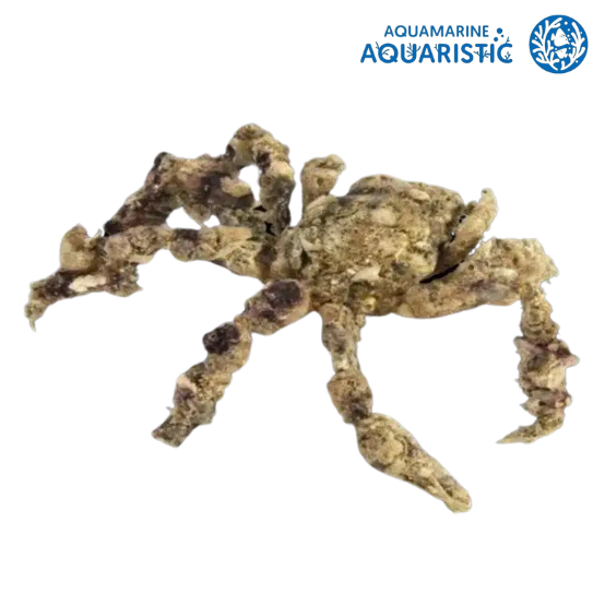 Spider Decorator Crab (Paranaxia serpulifera)