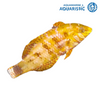 Gold Nugget Wrasse (Xenojulis margaritacea)