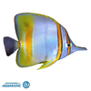 Marginal Butteflyfish (Chelmon marginalis)