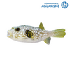 Stars and Stripes Puffer (Arothron hispidus)