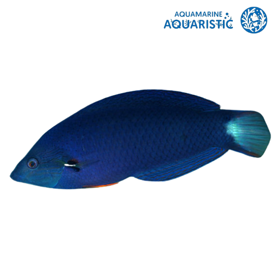 Purple Wrasse (Halichoeres melanochir)