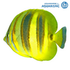 Rainfordi Butterflyfish (Chaetodon rainfordi)