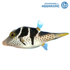 Saddle valentini puffer (Canthigaster valentini)