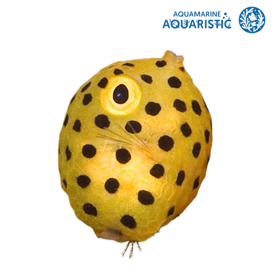 Yellow boxfish (Ostracion Cubicus)