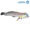 Longfin Goby (Valenciennea longipinnis)