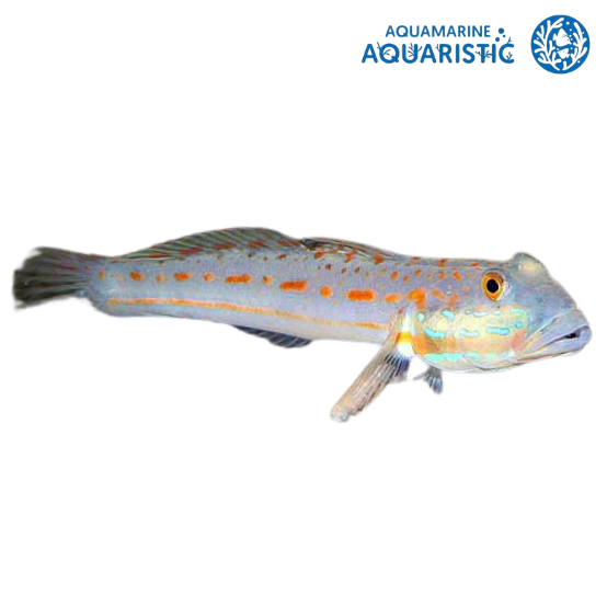 Longfin Goby (Valenciennea longipinnis)