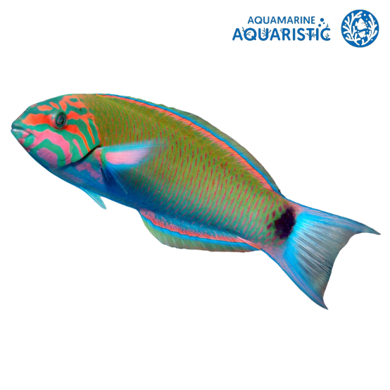 Lyretail lunar wrasse (Thalassoma Lunare) – Aquamarine Aquaristic