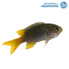 Yellowtail Chromis (Neopomacentrus nemurus)