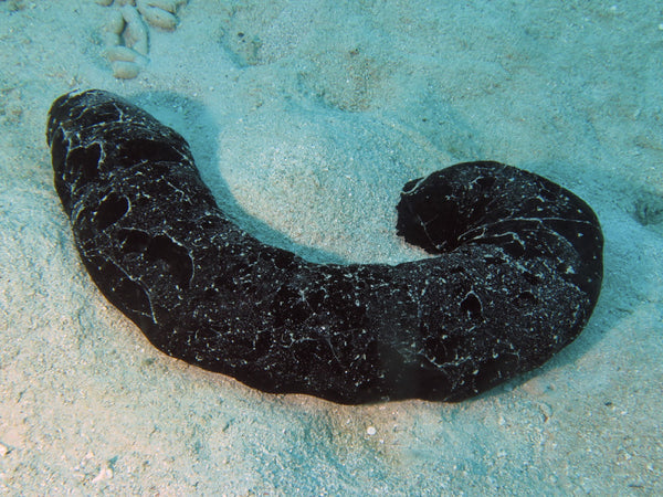 Black Sea Cucumber (Holothuria atra)