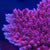 Acropora